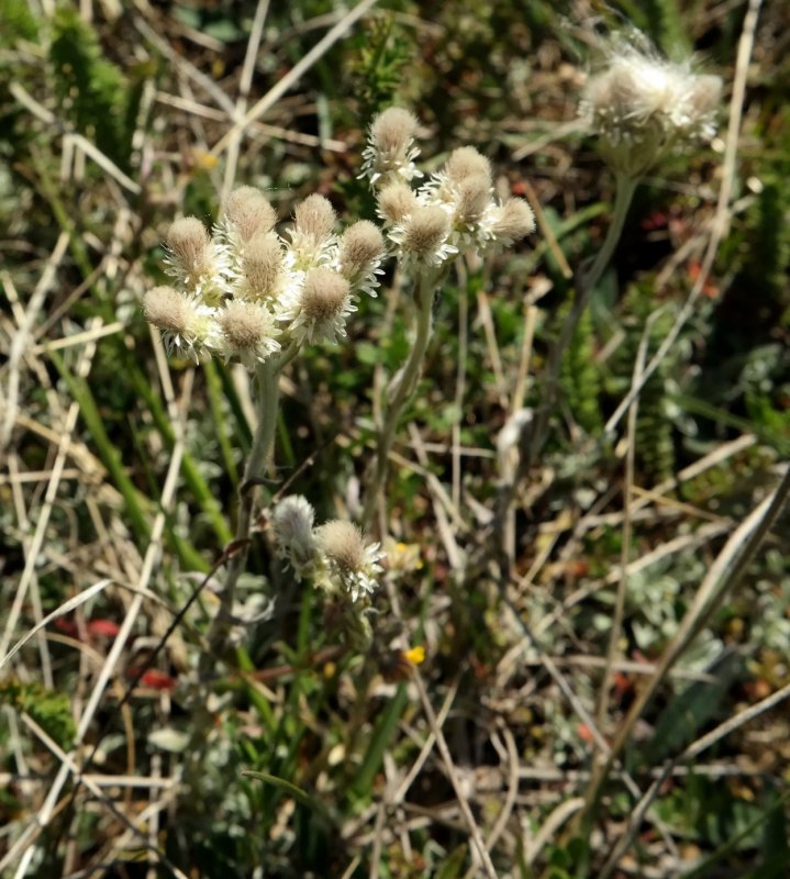 Antennaria tomentosa