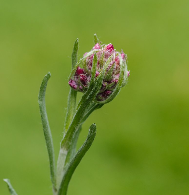Antennaria plantaginea
