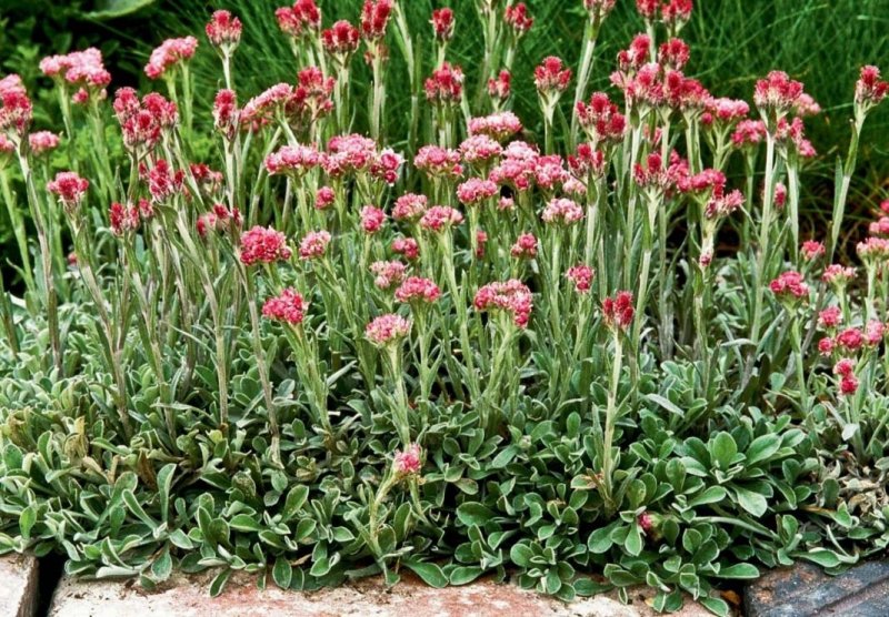 Антеннария двудомная rubra
