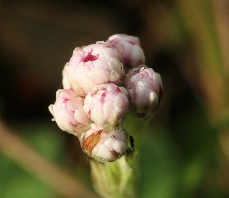 Кошачья лапка двудомная Antennaria dioica (l.) Gaertn.