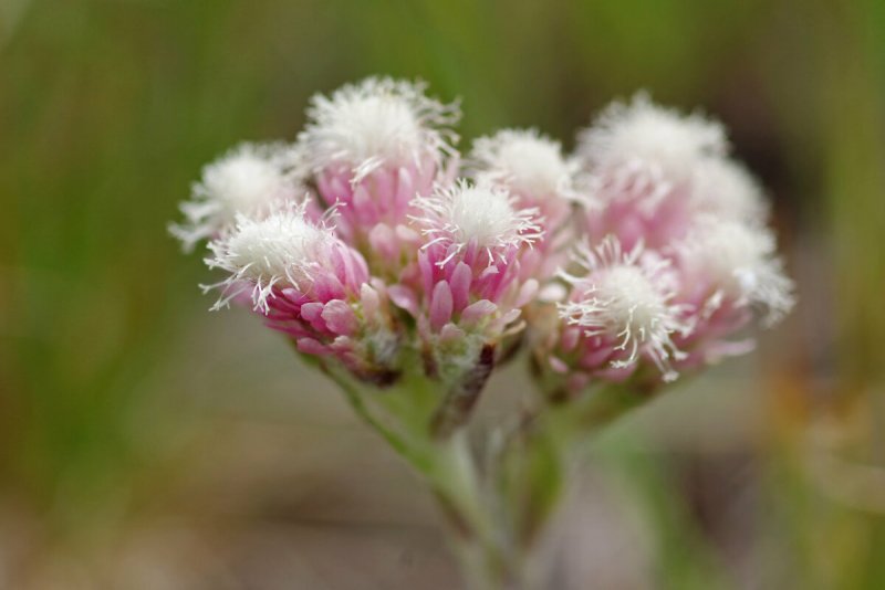 Кошачья лапка двудомная Antennaria dioica