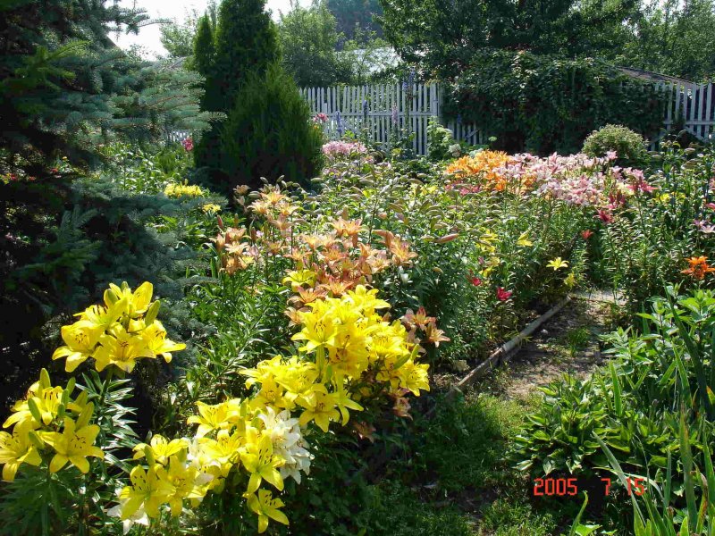 Лилия белоснежная Lilium candidum