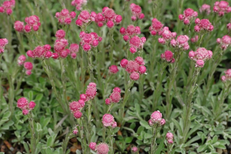 Антеннария двудомная rubra