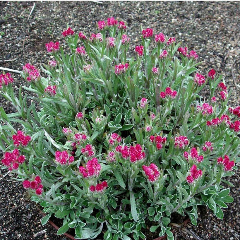 Кошачья лапка Antennaria dioica rubra