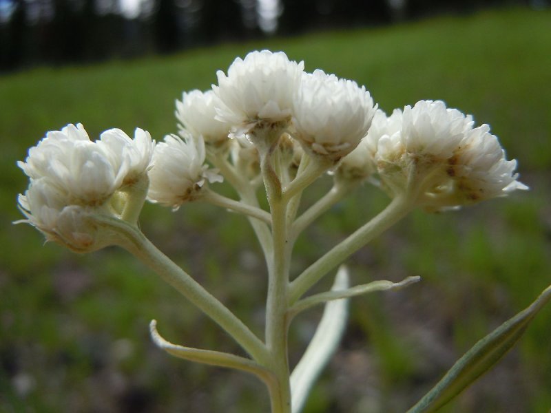 Antennaria dioica Borealis