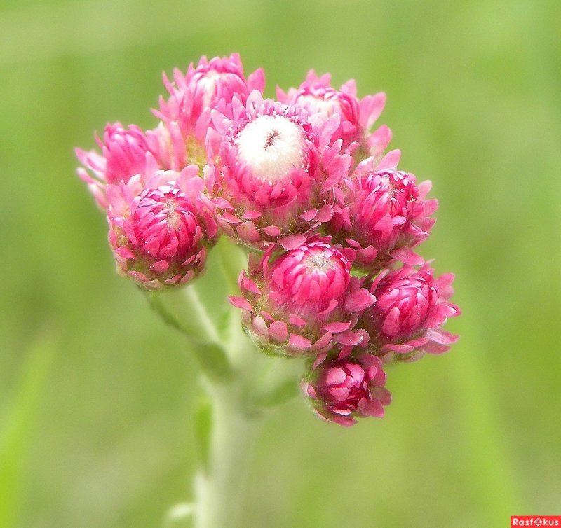 Кошачья лапка двудомная Antennaria dioica