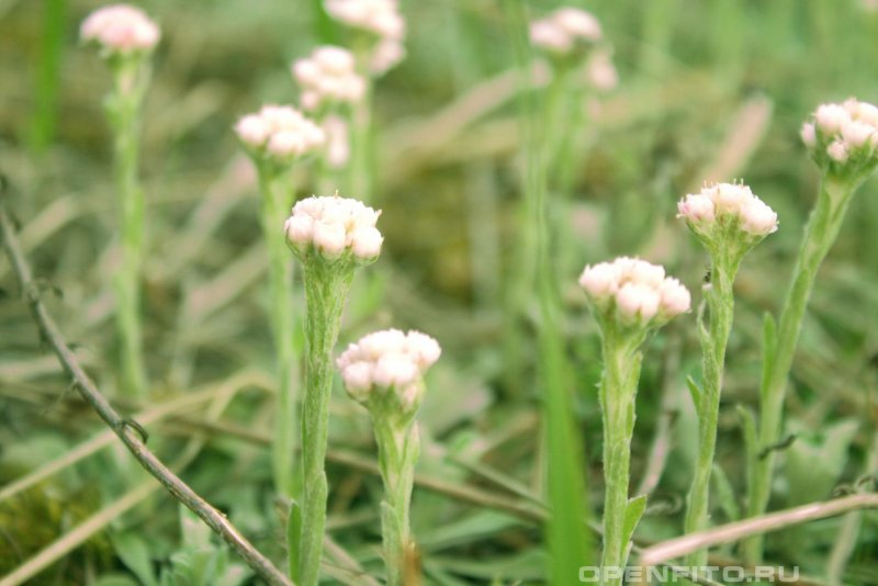 Antennaria dioica (l.) Gaertn. В ландшафте