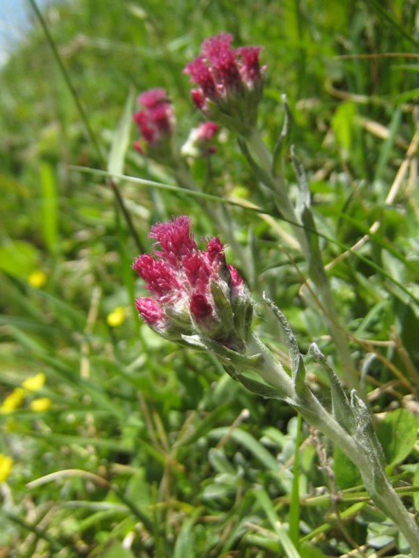 Антеннария Antennaria dioica rubra