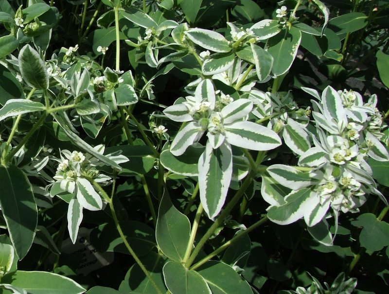 Молочай (Euphorbia marginata)