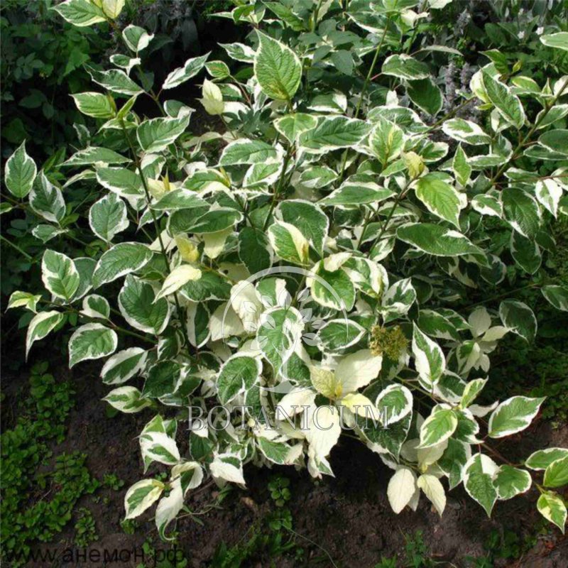Cornus Alba sibirica variegata