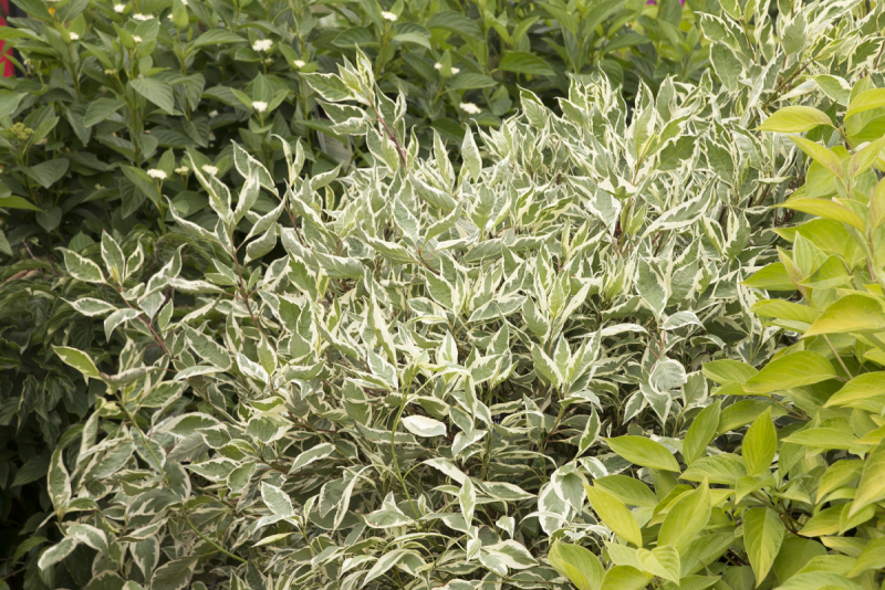 Дерен Cornus Alba “Kesselringii”,