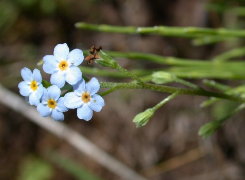 Липучка ежевидная (Lappula squarrosa),