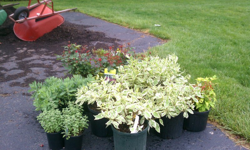 Дерен Cornus Alba "Baton rouge"