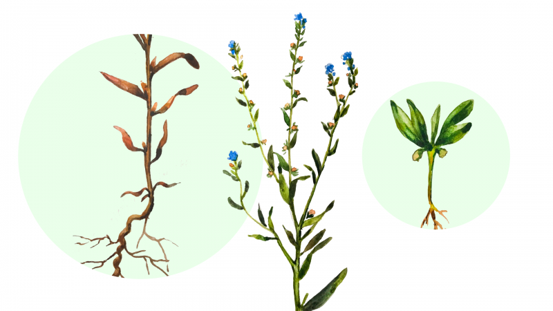Galium aparine подмаренник цепкий
