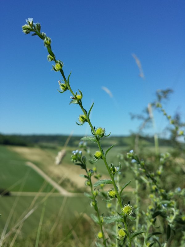 Lappula squarrosa