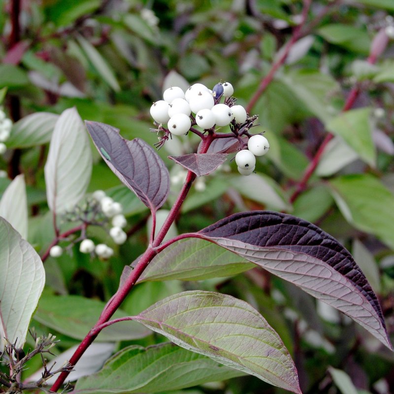 Cornus Alba Ivory Halo