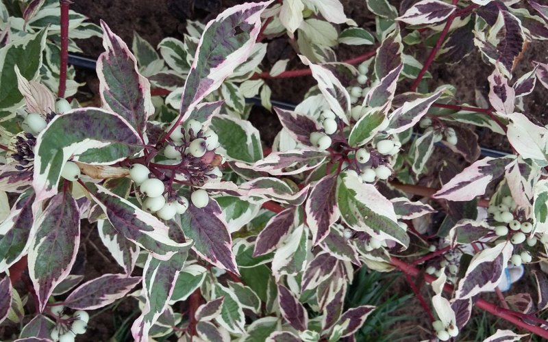 Дерен белый “айвори Хало”, Cornus Alba 'Ivory Halo'