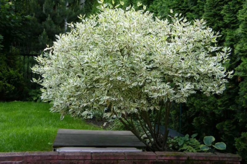 Дерен белый 'elegantissima'