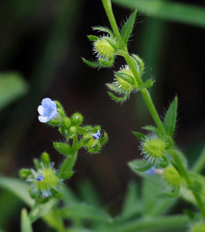 Lappula squarrosa