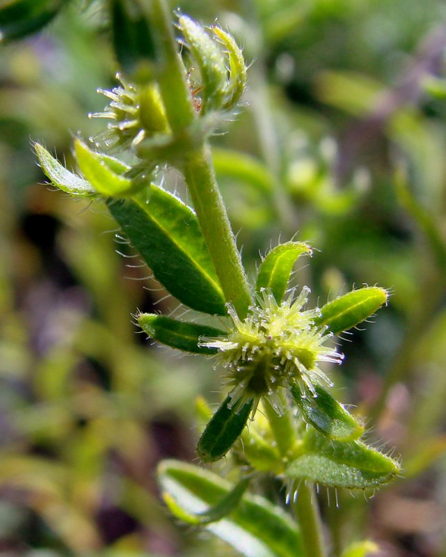 Липучка ежевидная (Lappula squarrosa),