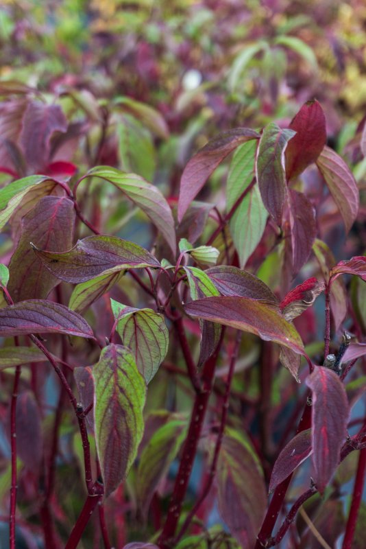 Cornus Alba elegantissima