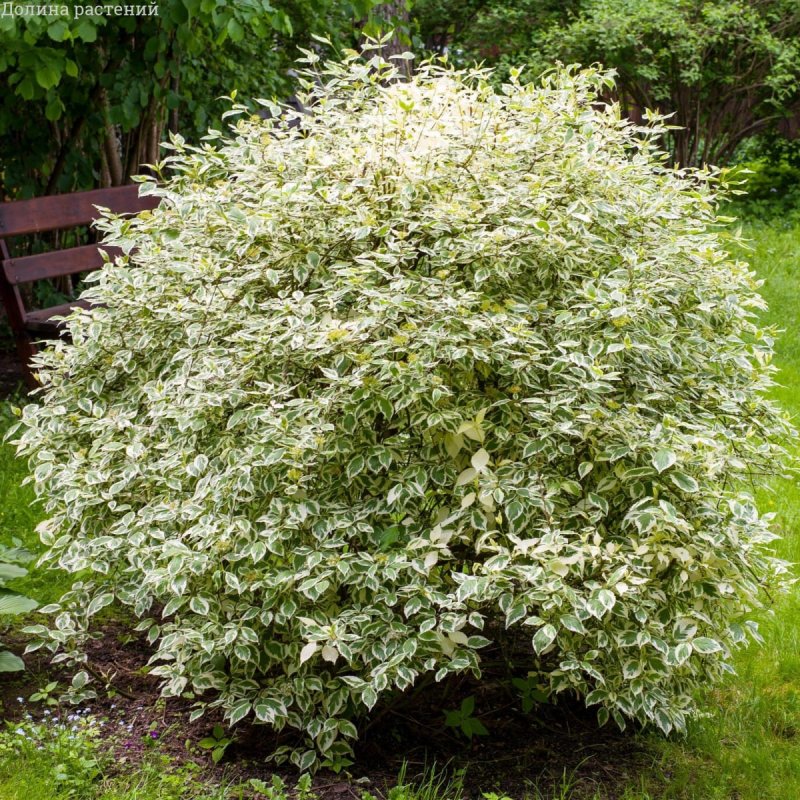 Cornus Alba
