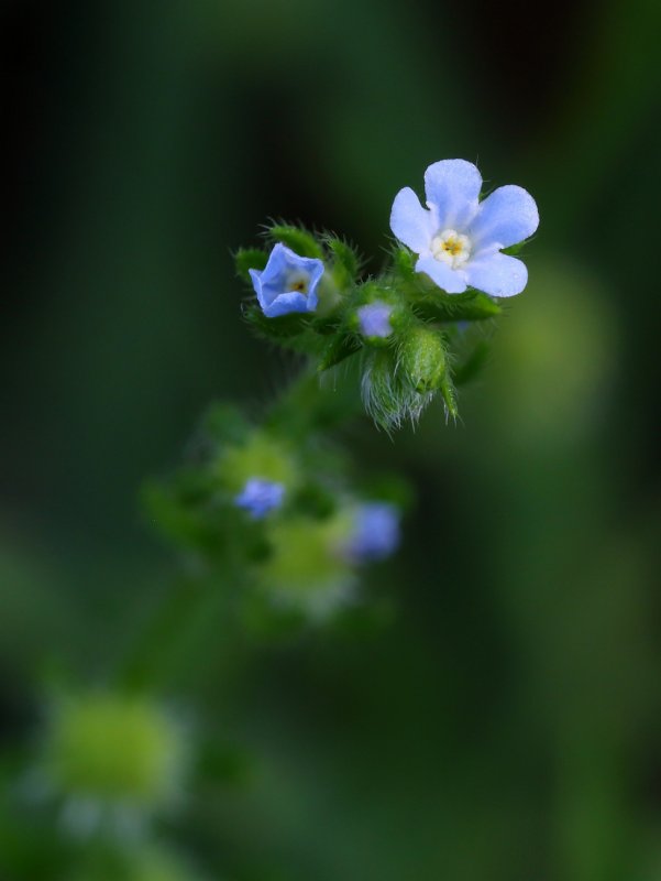 Roridula Gorgonias