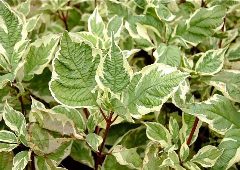 Cornus Alba elegantissima