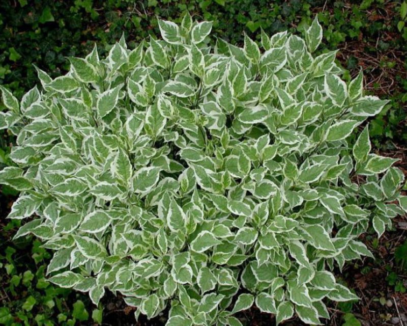 Дерен Cornus Alba sibirica