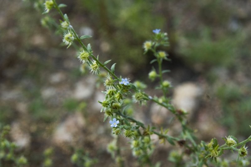 Липучка ежевидная (Lappula squarrosa),