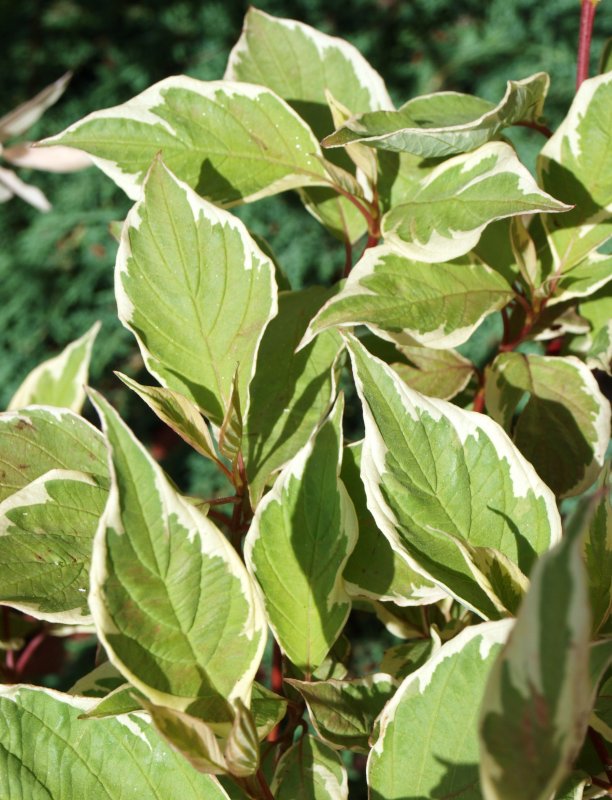 Дерен белый Cornus Alba Argenteomarginata
