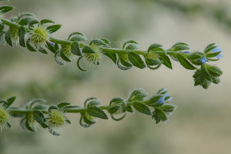 Липучка Lappula Myosotis