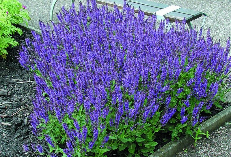 Шалфей Аморфа кустарниковая