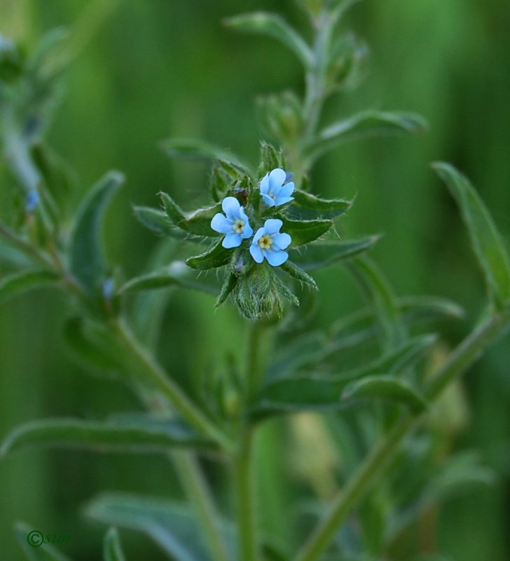 Липучка Lappula Myosotis