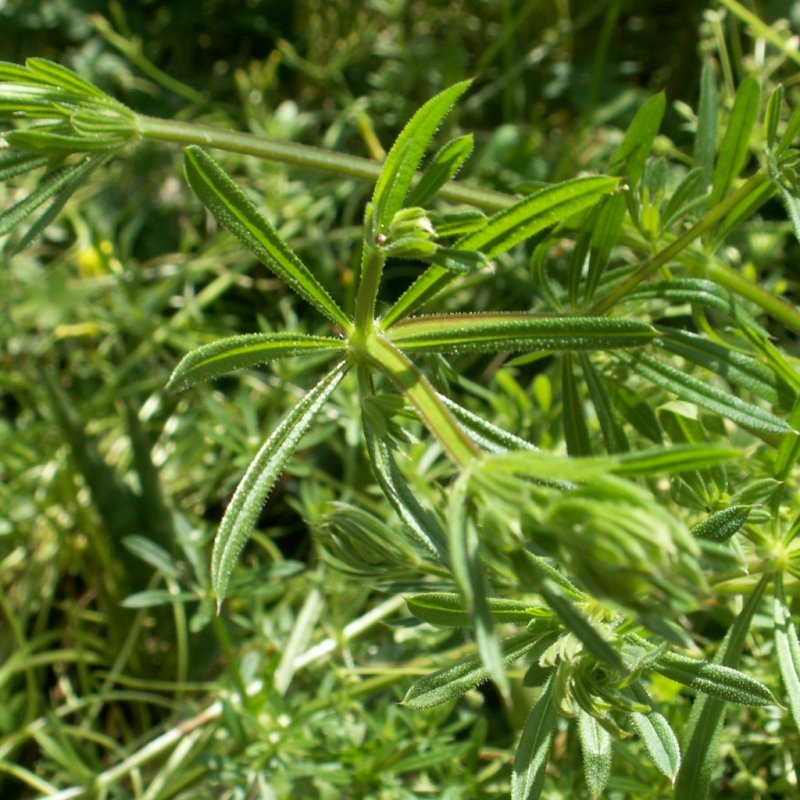 Echinospermum Lappula