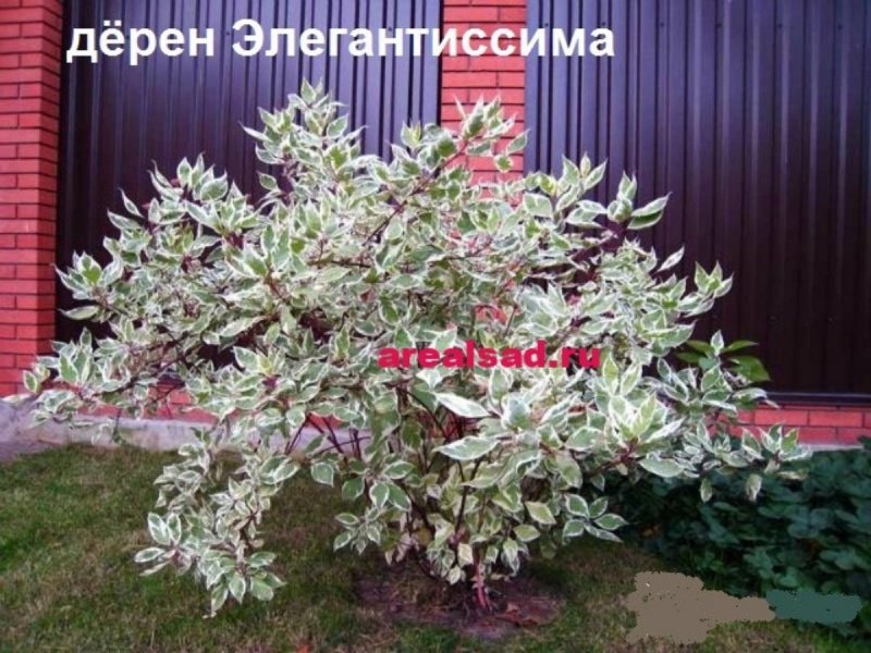 Дерен цветет