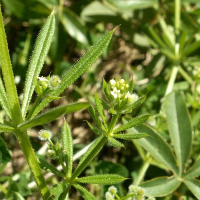 Липучка ежевидная (Lappula squarrosa),