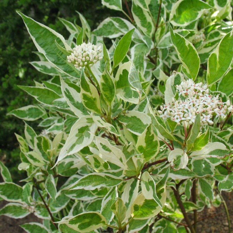 Дерен белый Cornus Alba Argenteomarginata