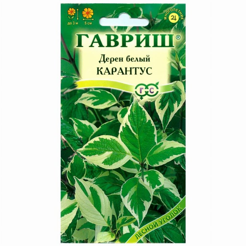 Дерен белый Сибирика