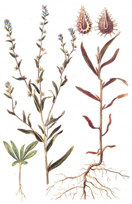 Подмаренник цепкий