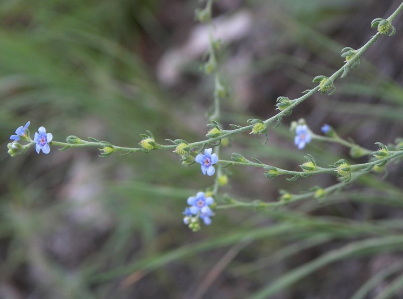 Echinospermum Lappula