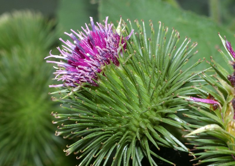 Липучка растопыренная (Lappula squarrosa)