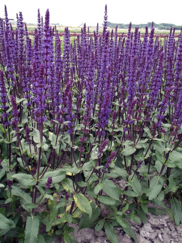 Шалфей Нью Дименшн Блу (Salvia nemorosa)