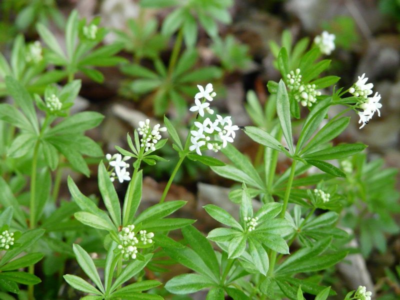 Липучка ежевидная (Lappula squarrosa),