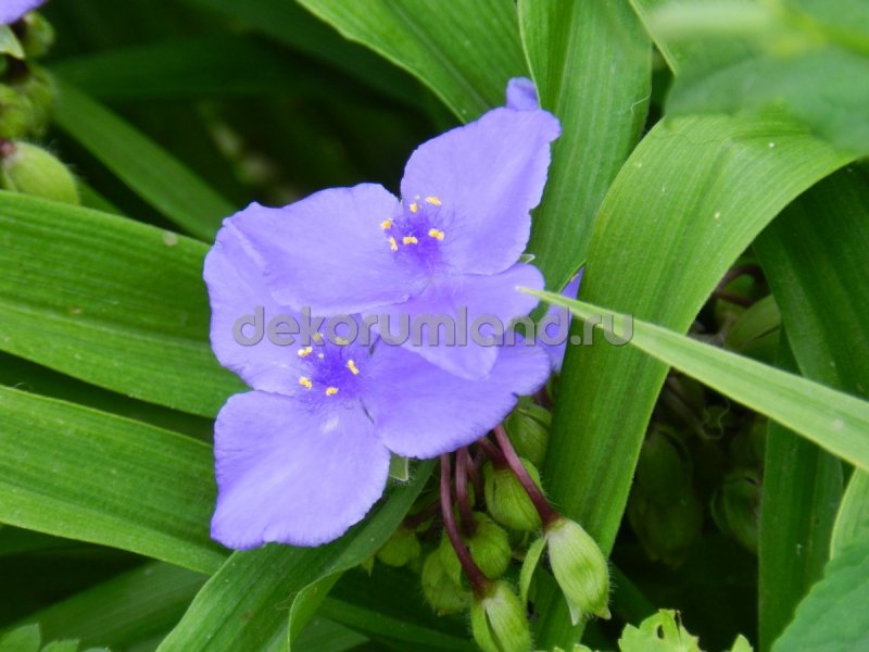 Традесканция виргинская Tradescantia virginiana