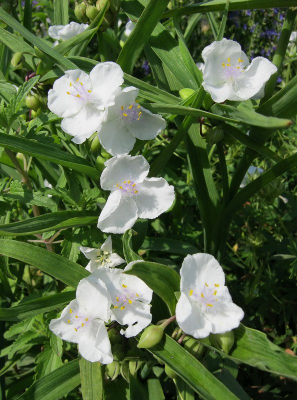 Традесканция виргинская Tradescantia virginiana