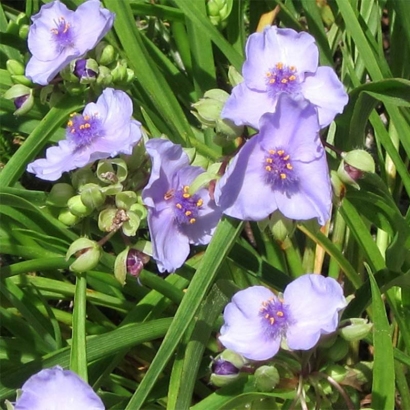 Tradescantia andersoniana