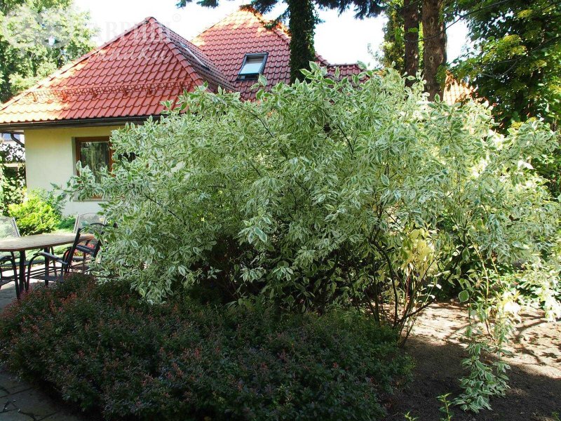 Дерен белый и Барбарис в ландшафтном