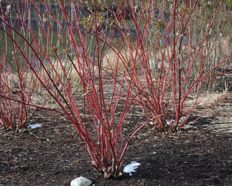 Cornus sanguinea