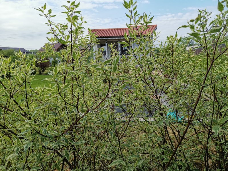 Дерен Дальневосточный